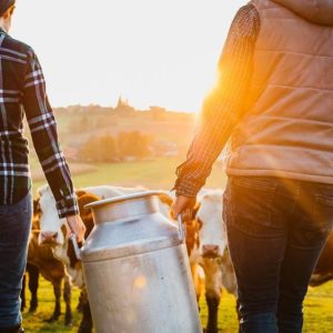 Sodiaal Professionnel 🥛🧀 🧈 | Accompagnement SEA, SEO & Data